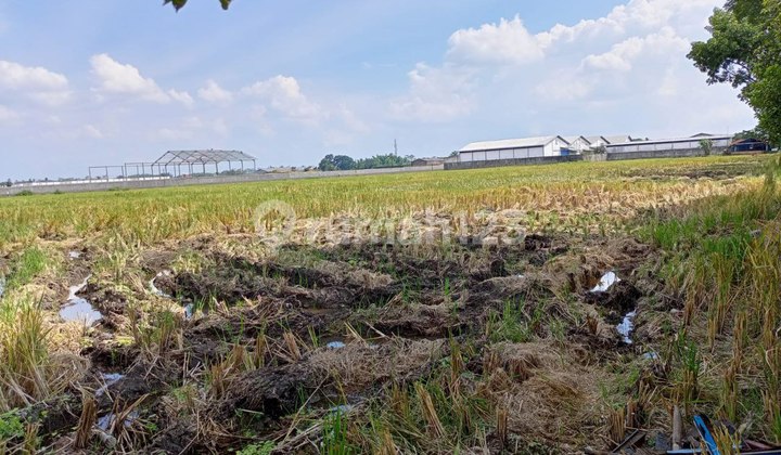 Tanah Luas Di Pakisaji Malang Cocok Untuk Pabrik Gudang Dll 2