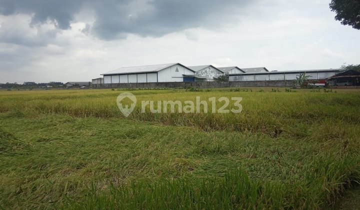 Tanah Luas Di Pakisaji Malang Cocok Untuk Pabrik Gudang Dll 1