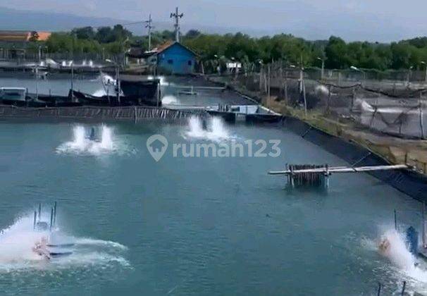 Tanah Kebon Agung Probolinggo Murah SAM.YA4741 2