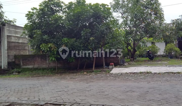 Tanah Kuwukan Lontar Surabaya Murah Sam.ya6353 Tanah Kuwukan Lontar Surabaya Murah Sam.ya6353