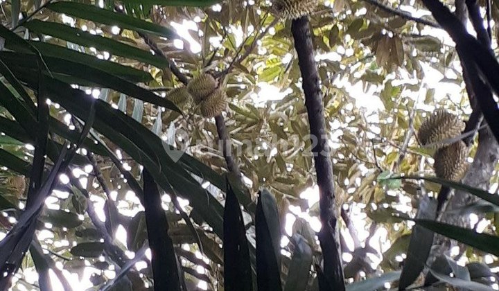 Kebun Wonosalam Jombang Murah SAM.YA6045