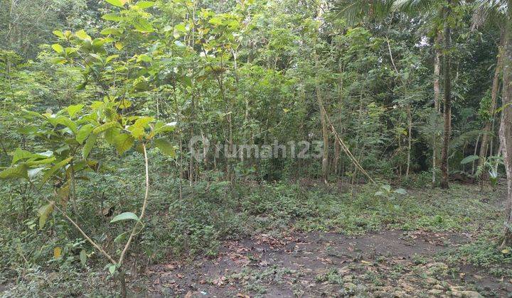 Di jual rumah tanah lendah kulon progo DIY 1