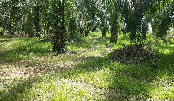 Di jual cepat tanah siap bangun perumahan ,ruko damasraya sumatera barat 1