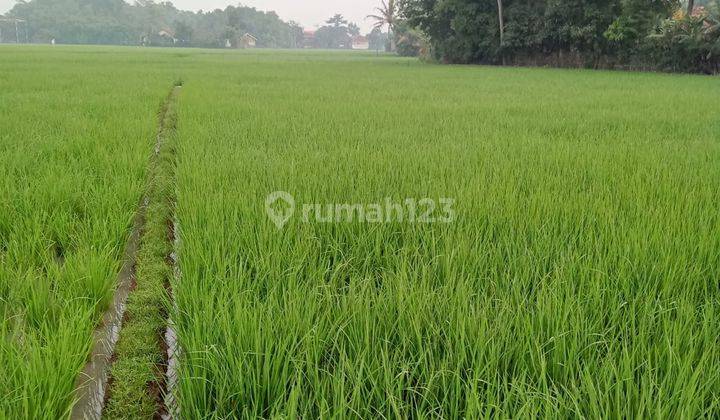 Tanah kavling Bandung Ciparay bentuk sawah siap dibangun! Nego sampai jadi yuk!! 1