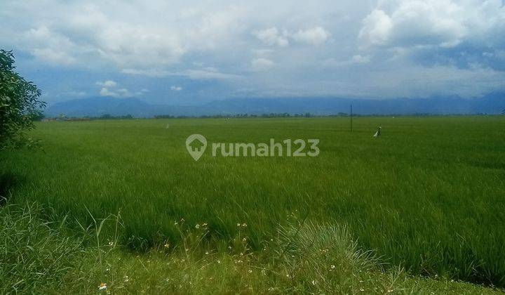 Di Jual Lahan Sawah Akses  Bisa Di Lalui Mobil  Di Jelegong Rancaekek 1