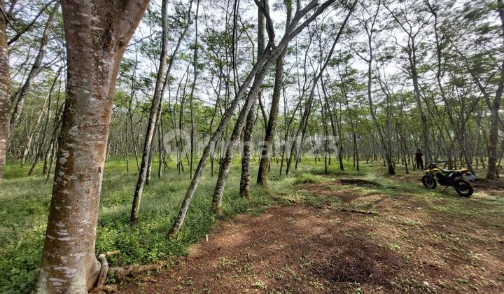 Dijual Tanah di Cikupa Luas 2.5 Ha SHM Peruntukan untuk Perumahan