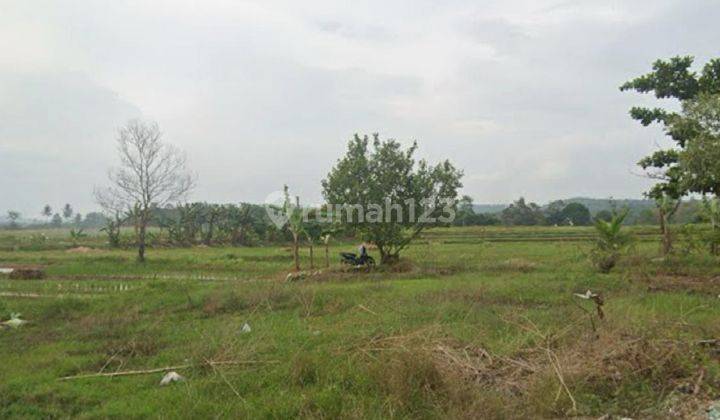 DIJUAL KAVLING DI PRINGSEWU,LAMPUNG UK.2.3Ha LOKASI PINGGIR JALAN 1