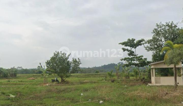 DIJUAL KAVLING DI PRINGSEWU,LAMPUNG UK.2.3Ha LOKASI PINGGIR JALAN 2