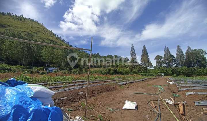 Land Area 60x120m Location Karo Sumatra Suitable For Housing Land Area 60x120m Location Karo Sumatra Suitable For Housing