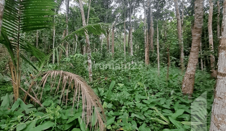 Tanah 10 Ha Cocok Utk Vila Atau Perumahan Purworejo Jawa Tengah 2