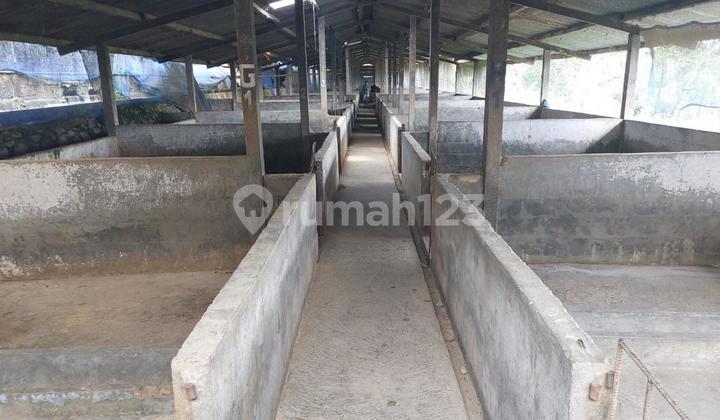 Land with a livestock farm located in Kopeng, Salatiga.