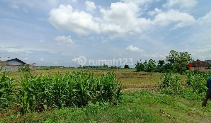 Tanah Pinggir Raya Demak Ngantong Kebelakang Lebar Depan 33 Meter 1