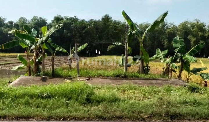 Land Area 1559m2, Location on Raya Gabus-Pati Road, approximately 15 meters wide. Land Area 1559m2, Location on Raya Gabus-Pati Road, approximately 15 meters wide.