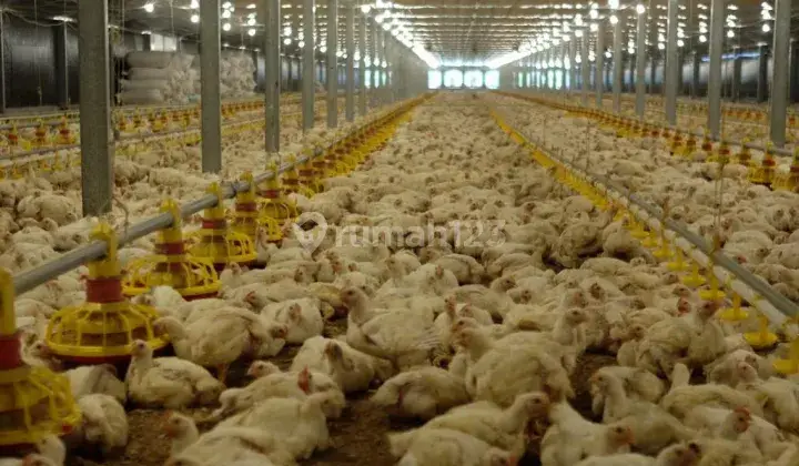 Tanah 2 Ha berikut Kandang Ayam Modern di Indramayu, Jawa Barat 2