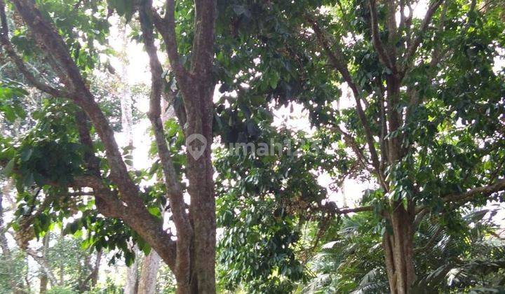 Tanah Lokasi Strategis di Jalan Selan Pangkalan Baru 2