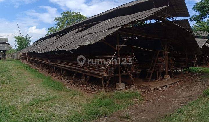 Tanah Peternakan Ayam di Desa Kemiri, Mauk 1