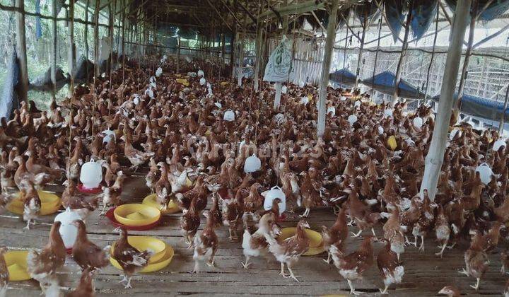 Tanah Peternakan Ayam di Desa Kemiri, Mauk 2