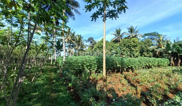 Dijual Tanah Sawah Luas2280 Kec Ciseeng Kab Bogor 2