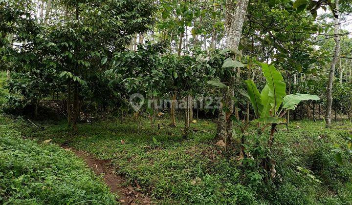 Tanah Dekat Makam Sentong Lawang, SHM Lokasi Strategis di Dusun Andongbang, Jatisari, Purwodadi, Pasuruan 2