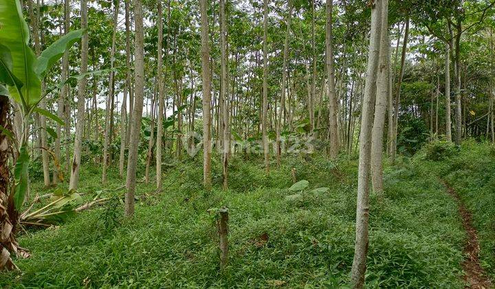 Tanah Dekat Makam Sentong Lawang, SHM Lokasi Strategis di Dusun Andongbang, Jatisari, Purwodadi, Pasuruan