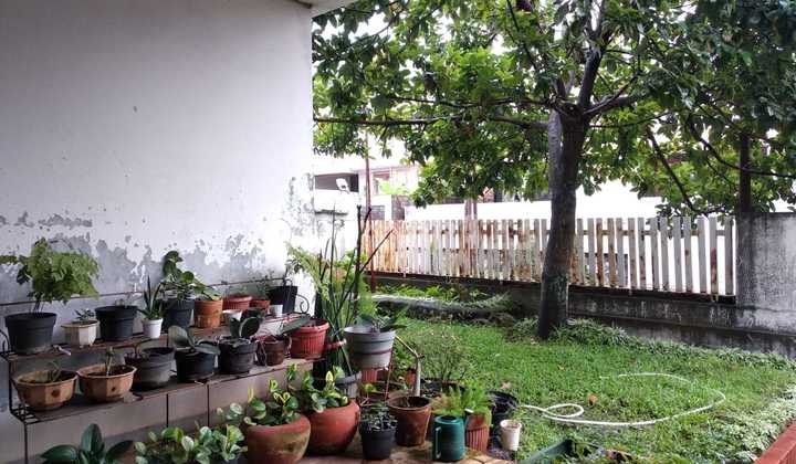 Rumah Adem Luas Budi Sari Taman Belakang 2