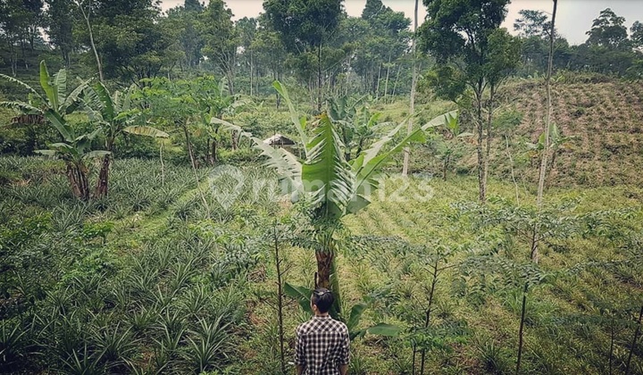 Jual Tanah Perkebunan Pemalang Jawa Tengah Jual Tanah Perkebunan Pemalang Jawa Tengah