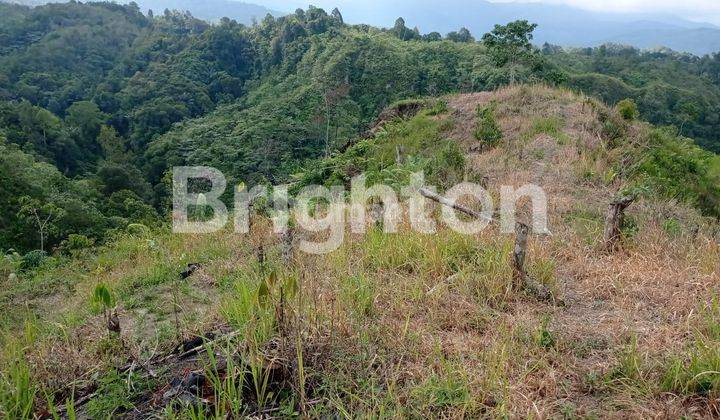 LADANG KEBUN DURIAN BIBIT MALAYSIA 4HA USIA 2,5 THN SUBUR 400 POHON 1