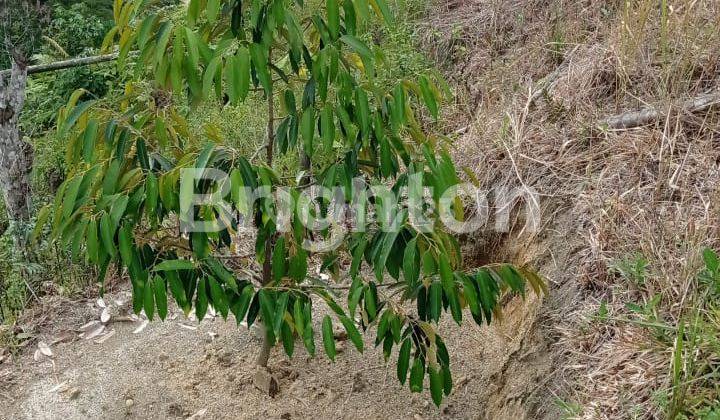 LADANG KEBUN DURIAN BIBIT MALAYSIA 4HA USIA 2,5 THN SUBUR 400 POHON 2