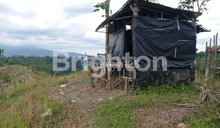 LADANG KEBUN DURIAN BIBIT MALAYSIA 4HA USIA 2,5 THN SUBUR 400 POHON 2