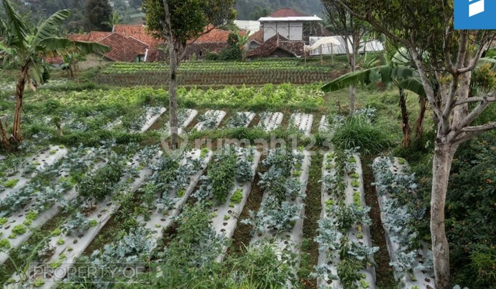 Tanah di Lembang 1.240 M