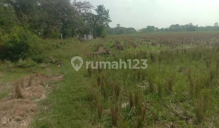 Jual Cepat Tanah Sawah Produktif 3000M2 Lokasi Mudah Diakses Jual Cepat Tanah Sawah Produktif 3000M2 Lokasi Mudah Diakses