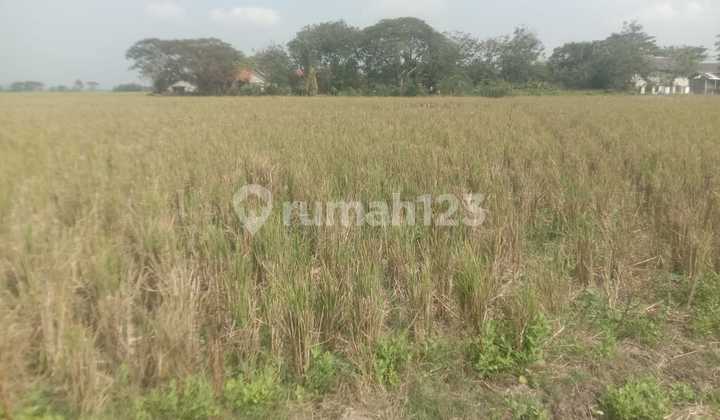 Jual Cepat Tanah Sawah Produktif 3000M2 Lokasi Mudah Diakses Jual Cepat Tanah Sawah Produktif 3000M2 Lokasi Mudah Diakses