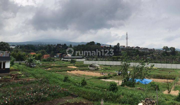 Cepat Tanah Subur Cocok Untuk Usaha Bunga Mawar 1