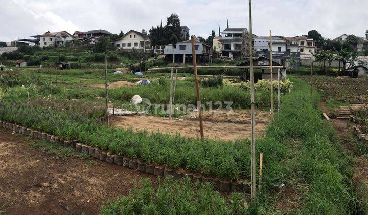 Cepat Tanah Subur Cocok Untuk Usaha Bunga Mawar 2