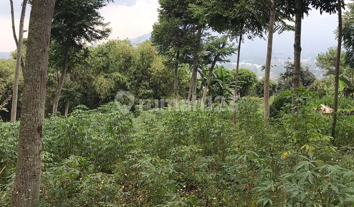 DIJUAL TANAH TANJUNG SARI SUMEDANG COCOK UNTUK PETERNAKAN AYAM DAN PERKEBUNAN DIJUAL TANAH TANJUNG SARI SUMEDANG COCOK UNTUK PETERNAKAN AYAM DAN PERKEBUNAN