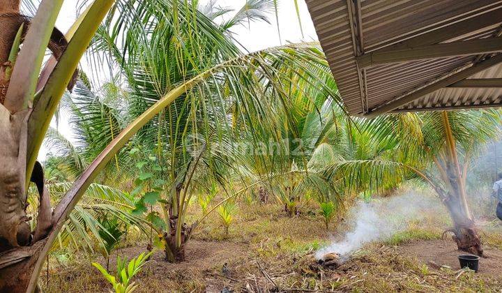 PERMATANG GAJAH,MUARO JAMBI.LAHAN UDAH DI TANAMIN POHON PINANG DAN KELAPA  2