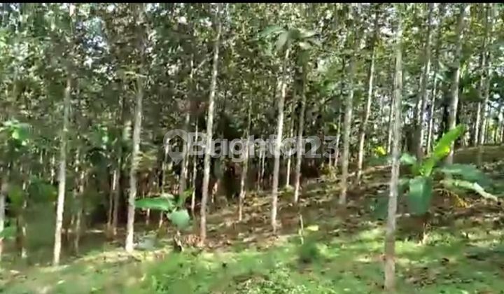 Turun Harga Kebun Jati Mas Sukabumi Turun Harga Kebun Jati Mas Sukabumi