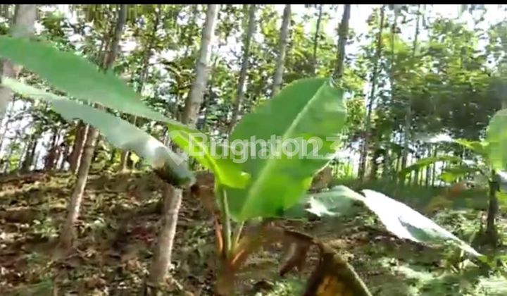 Turun Harga Kebun Jati Mas Sukabumi