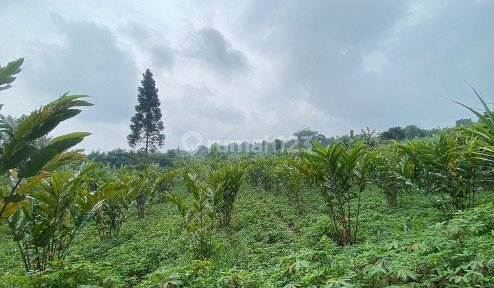 Tanah di Kawasan ciapus ciomas bogor cocok untuk villa 1