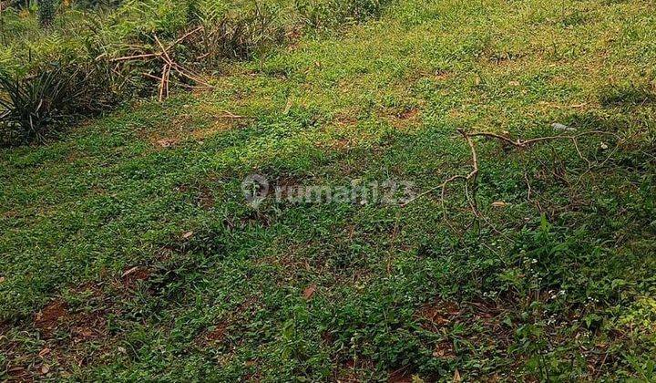 Tanah di cijeruk bogor cocok untuk tempat wahana wisata 2