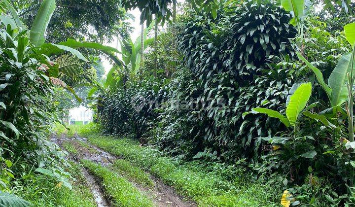 Tanah di kecamatan ciomas bogor cocok untuk berkebun dan villa 2