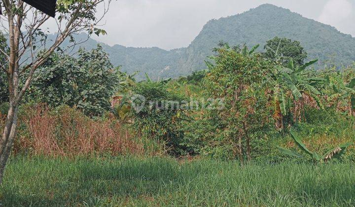 Tanah Murah Di Kawasan Sukamakmur Cocok Untuk Peternakan 1