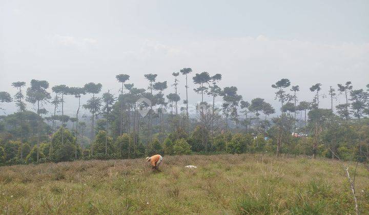 Tanah Best View Di Cijeruk Cocok Untuk Di Bangun Villa 1