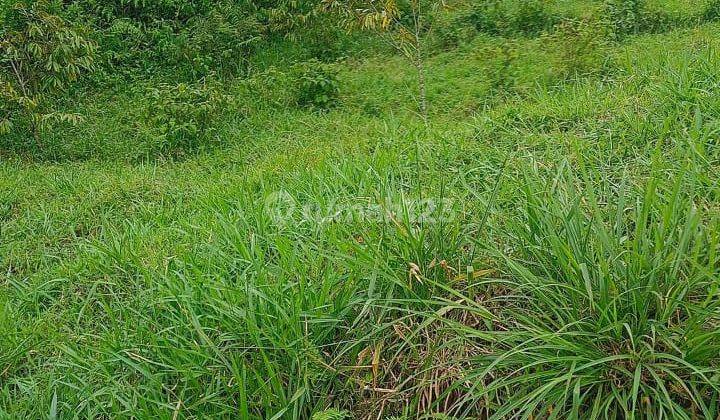 Tanah View Bagus Di Tajur Halang Cijeruk Bogor 1