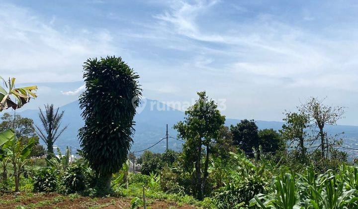 Tanah Kebun Dekat Kopi Salaca Cigombong Bogor Best View 2