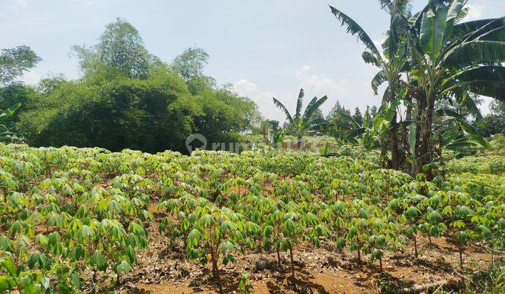 Tanah Kebun Di Kawasan Desa Cijayanti Akses Jalan Utama 1