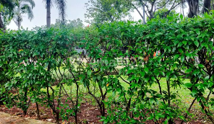 For Sale, Land Only, Wero Gombong Kebumen