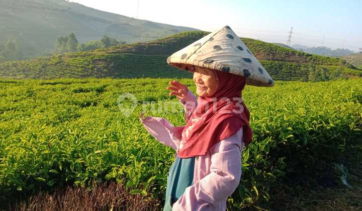 DIJUAL PERKEBUNAN TEH Dan KOPI DI BANDUNG