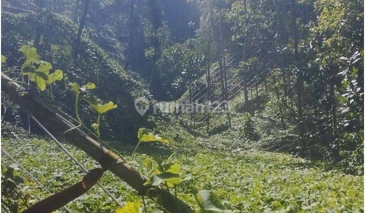 Tanah cibodas pasirjambu Ciwidey cocok untuk kebun dan villa 1