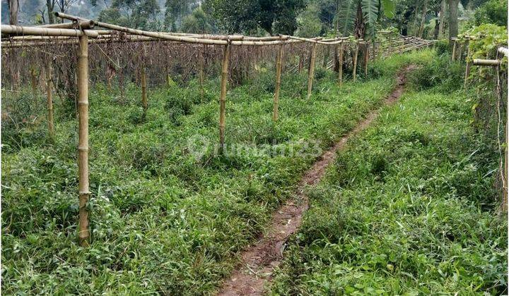 Tanah Kebun Cisondari Cocok Untuk Villa Di Pasir Jambu Ciwidey 1